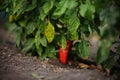 Large green bush of red sweet pepper in a summer garden Royalty Free Stock Photo