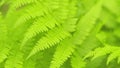 Large green bushes of ferns leaves sway in the light wind. Fern leaves in sunlight. Rack focus. Royalty Free Stock Photo