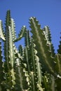 Large Green Cactus Royalty Free Stock Photo