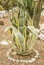 A large green cactus with a flower growing in the Park. A cactus with deep ribs and large sharp needles.