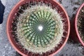 A large green cactus with a white center sits in a red pot Cactu