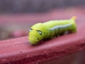 A large green caterpillar crawls along the edge of a dark red flowerpot. large eyes are drawn on the caterpillar`s head.