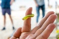 A large green caterpillar crawls on the finger of a male palm. Royalty Free Stock Photo