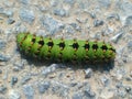 Large Green Caterpillar