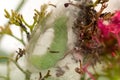 Large green caterpillar spinning a cocoon preparing to pupate. Royalty Free Stock Photo