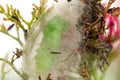 Large green caterpillar spinning a cocoon preparing to pupate. Royalty Free Stock Photo