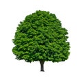 Large green chestnut tree grows in isolation Royalty Free Stock Photo