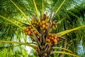 Large green coconuts grow naturally on the palm tree. Maldives island