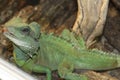 A large green, cold-blooded lizard Royalty Free Stock Photo