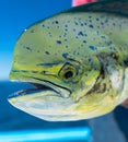 Large green common dolphinfish (Coryphaena hippurus) caught by a person