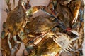 Large green crabs lie in a transparent box. Top view