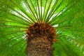A large green crown of tropical coconut palm trees growing in an exotic resort, view from below. Palm tree with large branches Royalty Free Stock Photo