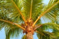 Large green crown of a tropical coconut tree in exotic resort, bottom view. Palm tree with large coconuts isolated on tropical Royalty Free Stock Photo