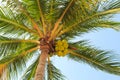 Large green crown of a tropical coconut tree in exotic resort. Palm tree with large coconuts isolated on tropical beach, natural Royalty Free Stock Photo