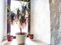 Large green dracaena on the windowsill near old wall. Flowers in interior Royalty Free Stock Photo