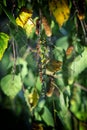 Large green dragonfly with spread wings on the leaf Royalty Free Stock Photo