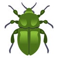 large green dung beetle.