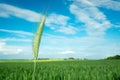 Large green ear of triticale against a field and sky Royalty Free Stock Photo