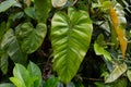 A large green elephant ear plant leaf Colocasia in a jungle forest.