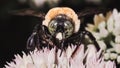 A large green-eyed male Eastern Carpenter Bee (Xylocopa virginica) feeding on succulent white sedum. Royalty Free Stock Photo