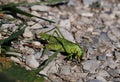 A large green female tailed grasshopper with a long ovipositor sits on a rocky ground against a background of grass.