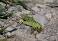 A large green female tailed grasshopper with a long ovipositor sits on a rocky ground against a background of grass.