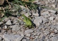 A large green female tailed grasshopper with a long ovipositor sits on a rocky ground against a background of grass.