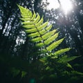 Lush green fern leaf in the forest. Pteridium aquilinum Royalty Free Stock Photo