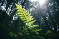 Lush green fern leaf in the forest. Pteridium aquilinum Royalty Free Stock Photo