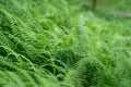 Lush green fern leaf.  Pteridium aquilinum Royalty Free Stock Photo