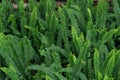 Lush green fern leaf. Pteridium aquilinum