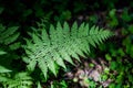 Large green fern leaf in the forest in the grass. Close up. Pteridium aquilinum Royalty Free Stock Photo