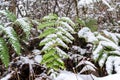 Large green fern leaf with white snow. Pteridium aquilinum Royalty Free Stock Photo