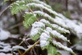 Large green fern leaf with white snow. Pteridium aquilinum Royalty Free Stock Photo