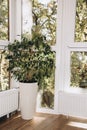 Large green ficus flowerpot in a tall pot near the big window. Home gardening concept with shadows