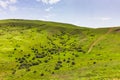 Large green field with a center road and bushes. Beautiful view of field with blue sky