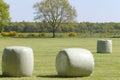 Large green field with lots of green rolls of ensilage or bales of hay, wrapped in green plastic. In spring sunlight Royalty Free Stock Photo
