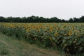 A large green field planted with yellow sunflowers. Lots of yellow sunflowers, sunflower seeds. Agricultural Royalty Free Stock Photo