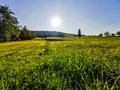 Large green field with trees under the bright sun shining during daylight Royalty Free Stock Photo