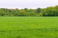 A large green field of winter rye against the background of a spring forest