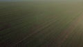 Large green field young green small sprouts of cereal crops on sunny day Royalty Free Stock Photo