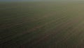 Large green field young green small sprouts of cereal crops on sunny day Royalty Free Stock Photo