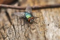 Large green fly is standing on a tree and waiting to fly.Insect.Outdoor