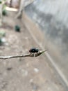 A large green fly was perched on the tip of a plant branch