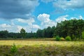 Large green forest in the Netherlands and Belgium, Kempen pine f Royalty Free Stock Photo