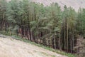 Large Green Forest In Saddleworth Manchester England Royalty Free Stock Photo