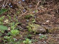 Large green frog near garden pond sitting in dirt