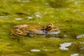 Large green frog in a pond in the water with green plants in Cactualdea Park on Gran Canaria Spain Royalty Free Stock Photo