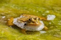 Large green frog in a pond in the water with green plants in Cactualdea Park on Gran Canaria Spain Royalty Free Stock Photo