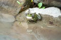 A large green frog sits on stone near the water Royalty Free Stock Photo